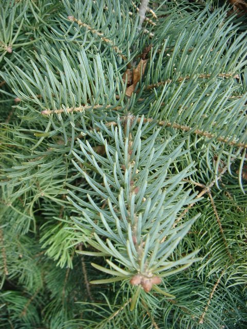 Abies concolor rameau 2